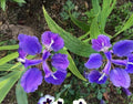 Purple Iris Tectorum Rhizomes – 5 Live Perennial Plants for Garden Borders and Pollinator Attraction