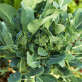 Broccoli Rabe Seeds - Spring Planting Rapini Brassica rapa var. rapa Non-GMO, High Germination, Edible Greens, 100 Seeds