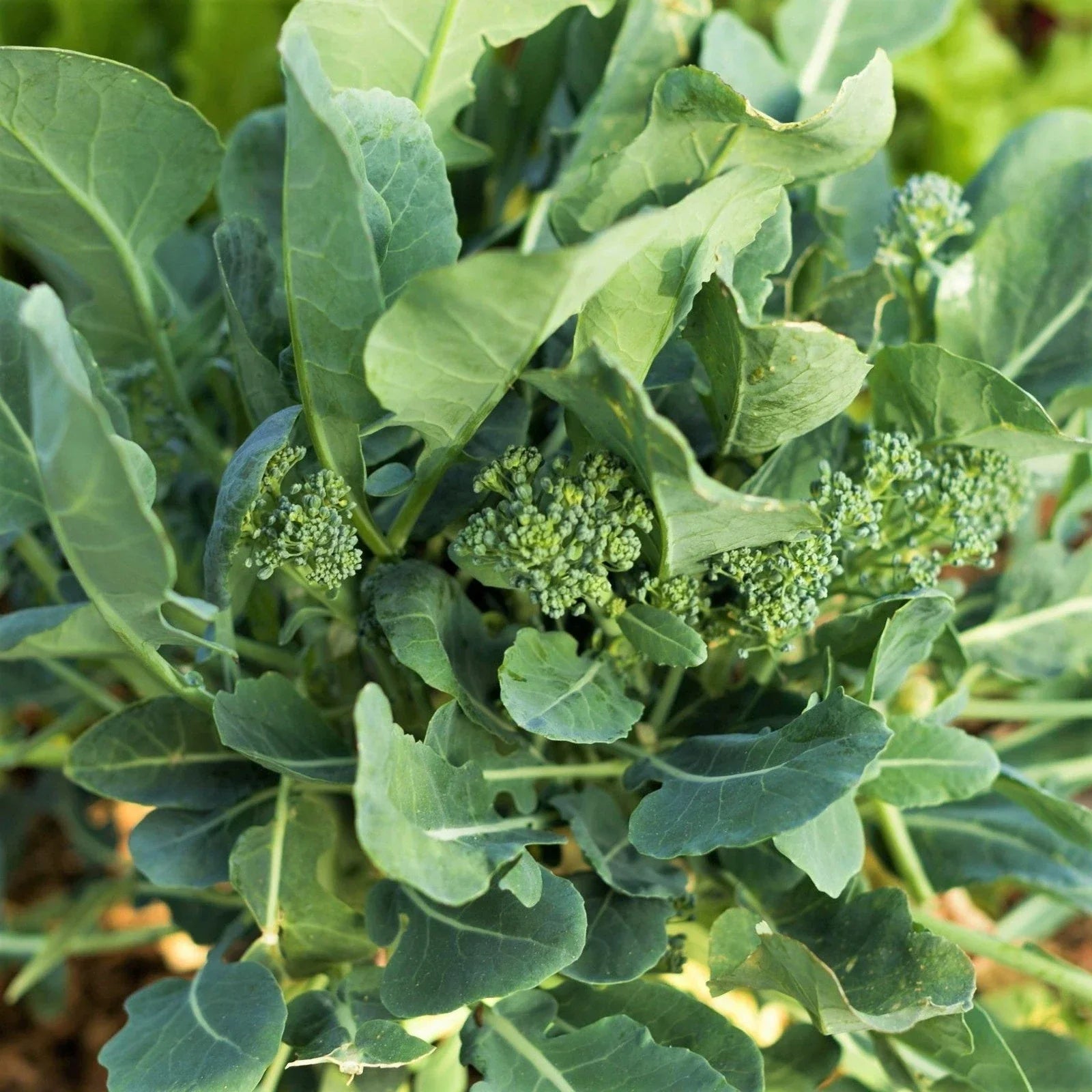 Broccoli Rabe Seeds - Spring Planting Rapini Brassica rapa var. rapa Non-GMO, High Germination, Edible Greens, 100 Seeds