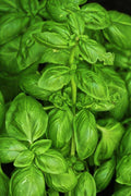 Sweet Basil Seeds 500 Count - Culinary Herb, Non-GMO Ocimum basilicum for Garden & Indoor Growing