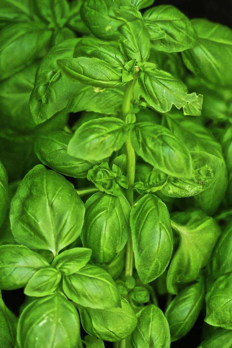 Sweet Basil Seeds 500 Count - Culinary Herb, Non-GMO Ocimum basilicum for Garden & Indoor Growing