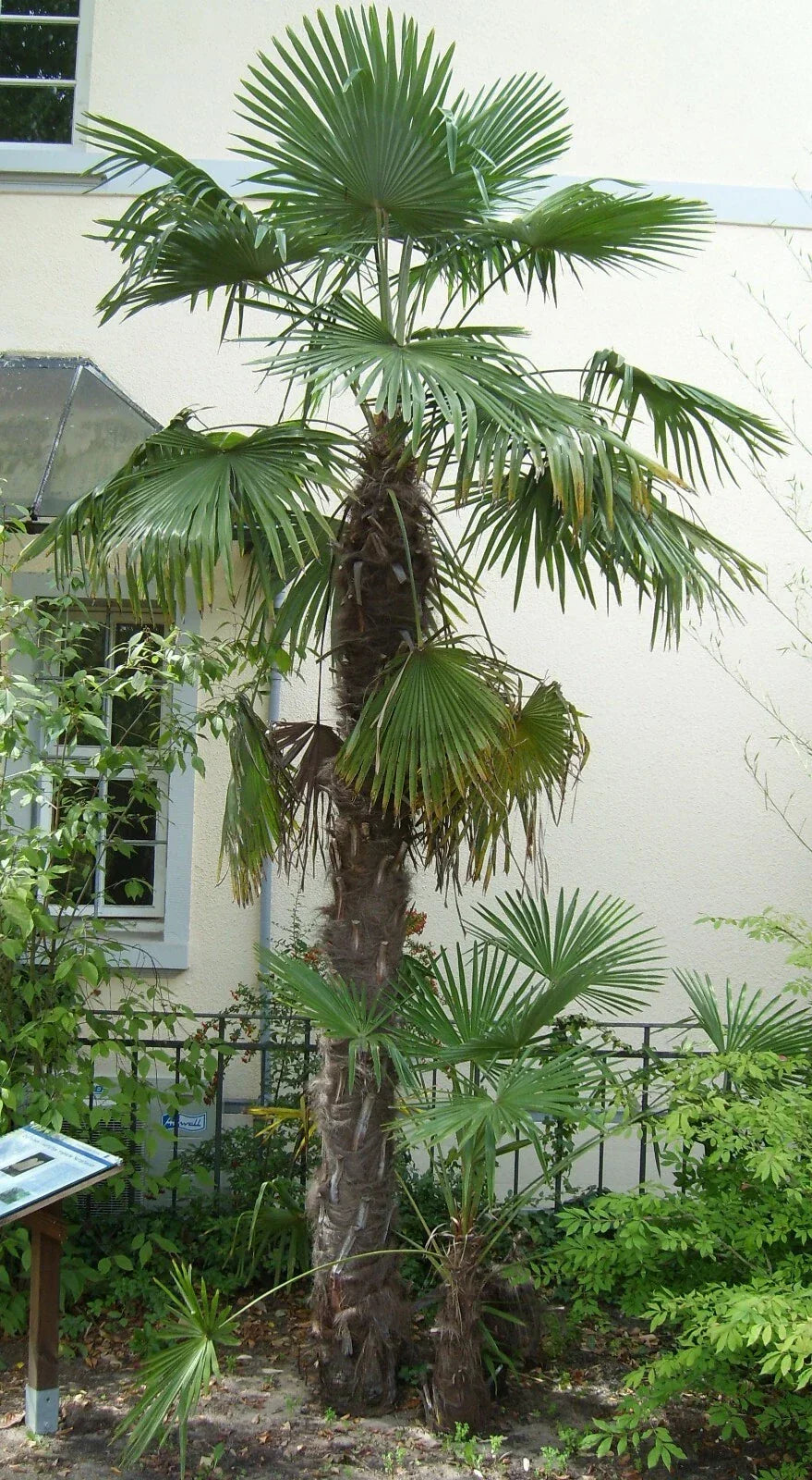 Windmill Palm Seeds 10 Pack Trachycarpus fortunei Hardy Tropical Indoor Outdoor Gardening