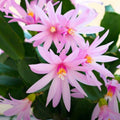 Pink Easter Cactus Cuttings - 3 Fresh Hatiora gaertneri Propagation Pieces for Indoor & Outdoor Planting
