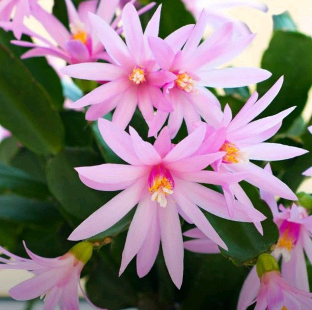 Pink Easter Cactus Cuttings - 3 Fresh Hatiora gaertneri Propagation Pieces for Indoor & Outdoor Planting