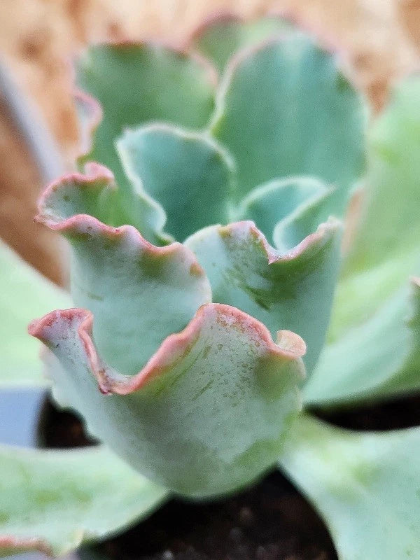 Echeveria Hybrid Ruffles Succulent Plant 4-Inch Pot, Ruffled Leaves, Indoor & Outdoor, Low Maintenance, Well-Rooted, Drought Tolerant