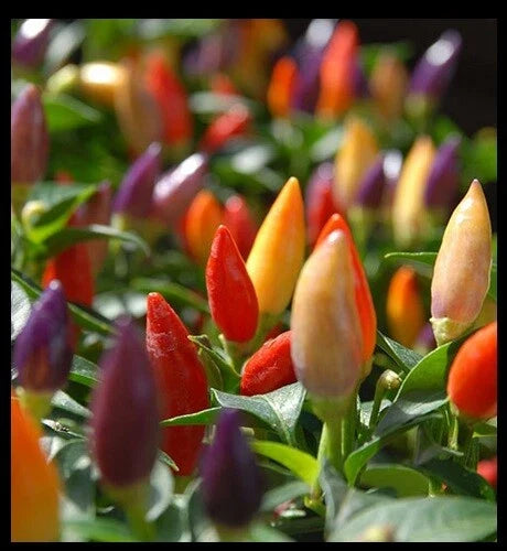 Hot Pepper Seeds - Numex Twilight Ornamental Chili - 400 Heirloom Seeds - Edible Colorful Capsicum annuum
