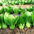 Chinese Cabbage Seeds 1000pcs Heirloom Organic Non-GMO Brassica rapa subsp. pekinensis for All Year Round Gardening