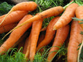 Scarlet Nantes Carrot Seeds - Early Coreless Non-GMO Daucus carota Vegetable Seeds for Garden or Container Planting