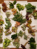 X-Large Succulent Cuttings Set - 45 Varieties, 5 Rare Succulents, Propagation, Indoor & Outdoor Gardening