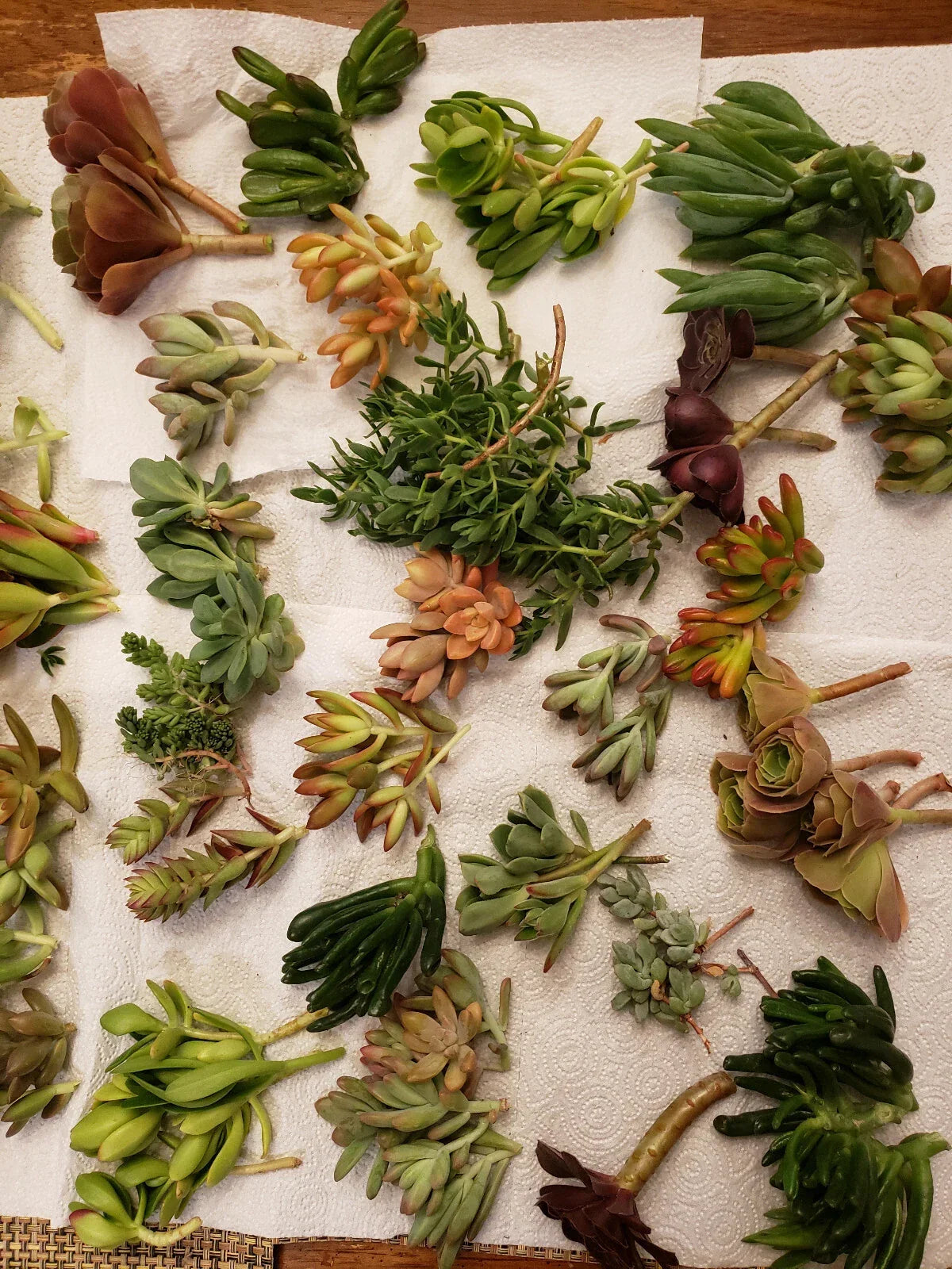 X-Large Succulent Cuttings Set - 45 Varieties, 5 Rare Succulents, Propagation, Indoor & Outdoor Gardening