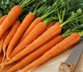 Tendersweet Carrot Seeds - 200 Count Packet for Juicing, Canning, Raw Consumption - Coreless Daucus carota
