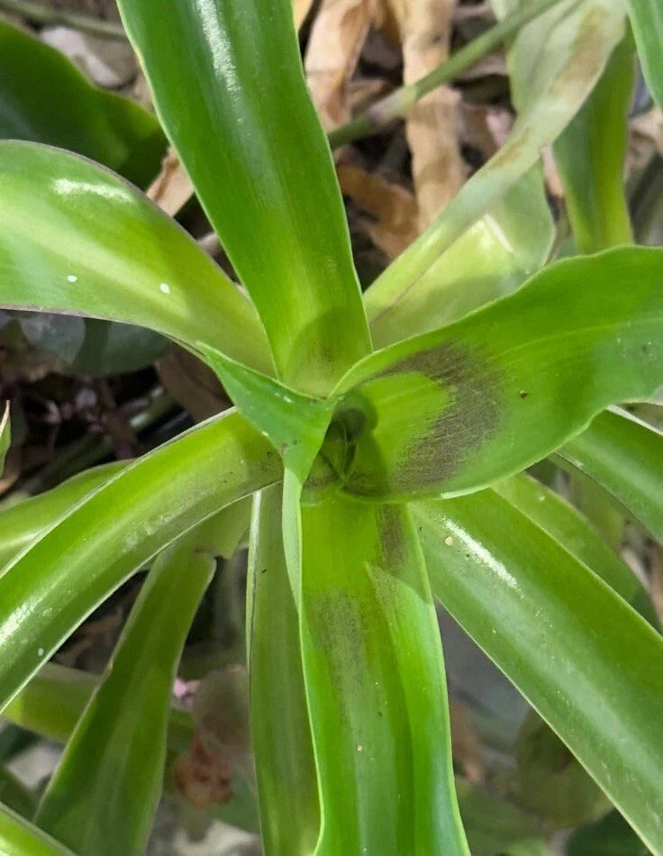 Basket Plant Cuttings 5 Pieces Green Callisia Fragrans Indoor Trailing Plant for Home Decor