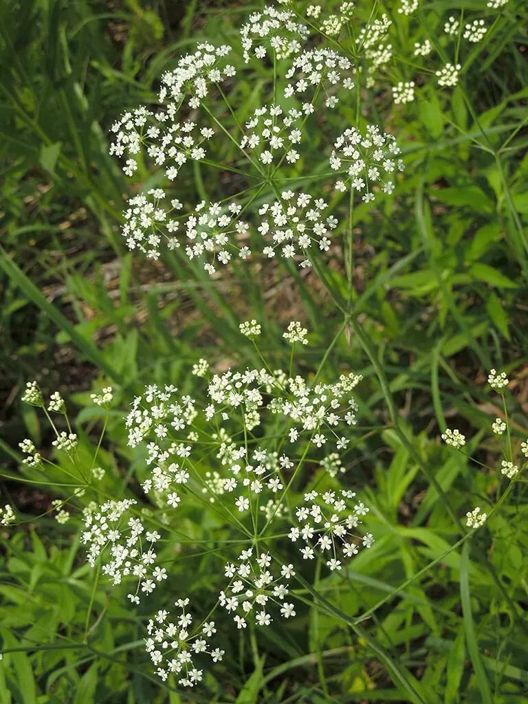 Wild Dill Seeds for Planting - 50 Seeds - Perideridia Americana - Culinary Herb for Gardens and Pollinator Attraction