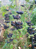 Viking Aronia Berry Plant - Live Rooted Cutting - Aronia melanocarpa - Hardy Shrub for Edible Gardens Zones 3-8