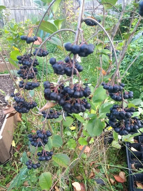 Viking Aronia Berry Plant - Live Rooted Cutting - Aronia melanocarpa - Hardy Shrub for Edible Gardens Zones 3-8