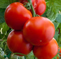 Heirloom Tomato Seeds - Florida Date Variety, Non-GMO, Slicing, Solanum lycopersicum, Determinate, 100 Seeds