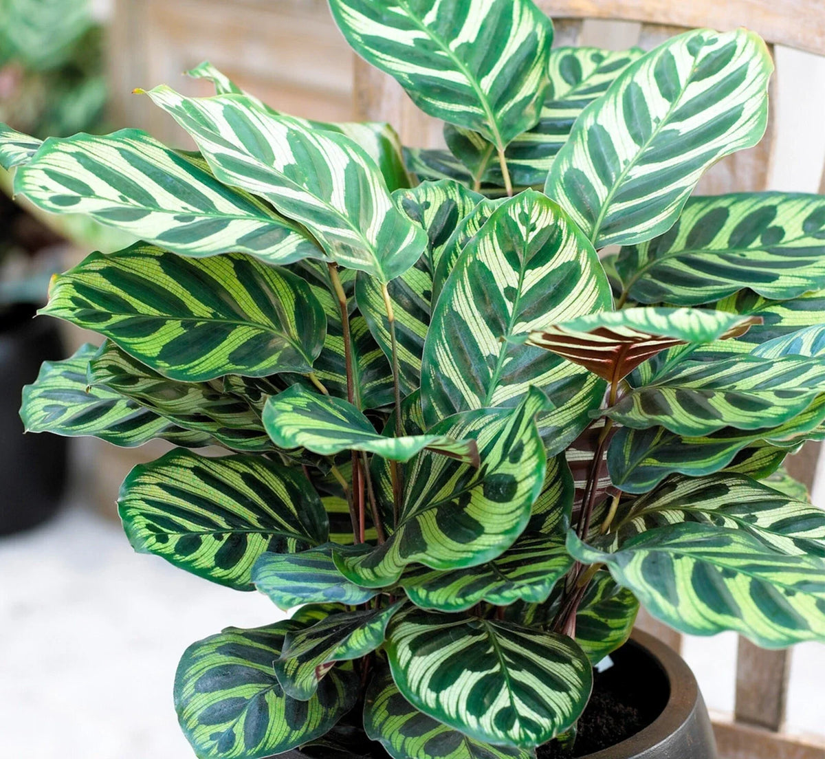 Calathea Makoyana Live Plant Plug - Peacock Plant Starter - Indoor Houseplant - Tropical Foliage - Well-Rooted Calathea