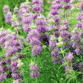 3000 Lemon Mint Herb Seeds Monarda citriodora Bee Balm Non-GMO Heirloom Garden Planting Seeds