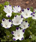 Five-Spot Buffalo Eyes Seeds - Nemophila maculata, Blue Flowers, Non-GMO, 200 Seeds for Sun or Shade