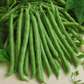 Kentucky Wonder Green Bean Seeds – Non-GMO Pole Variety for Vertical Gardening – Phaseolus vulgaris, 50 Seeds