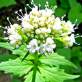Valerian Seeds - Perennial Herb for Medicinal Use, Sedative Plant, Valeriana officinalis, 200+ Seeds for Garden & Herbal Remedies