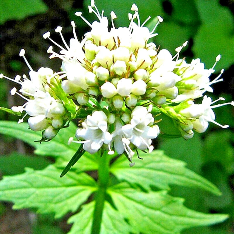Valerian Seeds - Perennial Herb for Medicinal Use, Sedative Plant, Valeriana officinalis, 200+ Seeds for Garden & Herbal Remedies