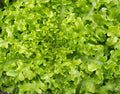 Salad Bowl Lettuce Seeds - 1200+ Non-GMO Heirloom Lactuca sativa for Home Gardening, Container & Garden Beds