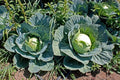 Brunswick Cabbage Seeds - Heirloom Non-GMO Brassica oleracea - 400+ Fresh Vegetable Seeds for Home Gardening
