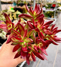 Crassula Rubricaulis 'Butterfly Bush' Succulent Live Plant - 2 Inch Drought-Tolerant Indoor & Outdoor Garden Decor