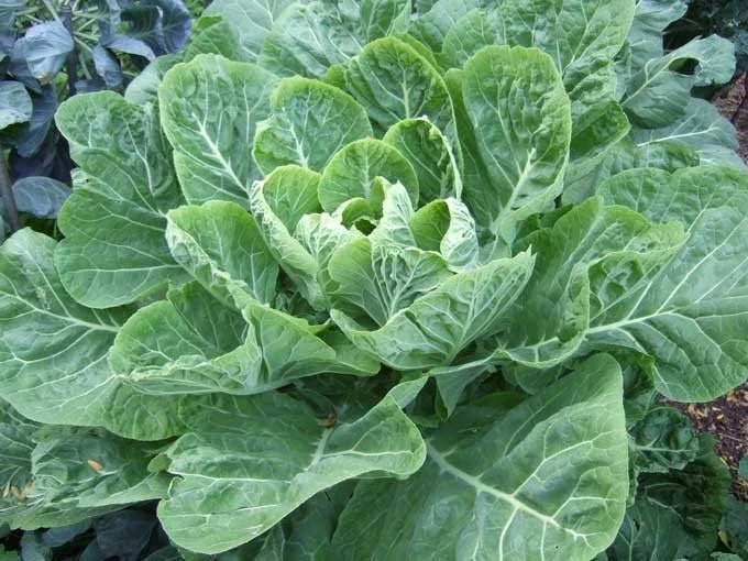 Collard Greens Seeds - Champion Variety - Large Leaves with Mild Flavor - Brassica oleracea - Non-GMO, Heirloom, Organic Gardening