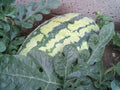 Watermelon Seeds - Georgia Rattlesnake Heirloom Seeds for Planting - Citrullus lanatus, Large Striped Fruit