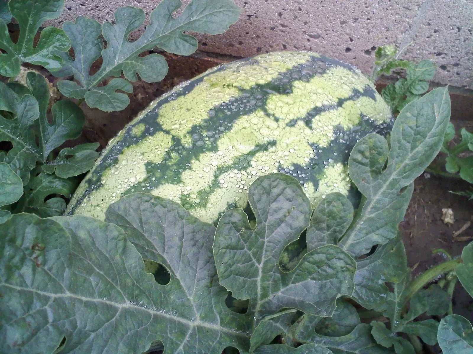 Watermelon Seeds - Georgia Rattlesnake Heirloom Seeds for Planting - Citrullus lanatus, Large Striped Fruit
