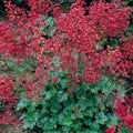 Heuchera Sanguineum Seeds - Bressingham Hybrids, Coral Bells Perennial Plant, Colorful Foliage, Pollinator Attracting, 35+ Seeds