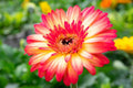 Yellow & Red Gerbera Daisy Seeds - 200+ Gerbera jamesonii Flower Seeds for Garden, Borders & Containers