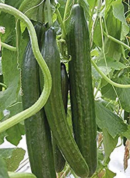 Cucumber Seeds – Sweet Slice Burpless Hybrid, Cucumis sativus, 20+ Pack for Home Garden & Container Planting