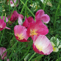 California Poppy Seeds Purple Gleam Eschscholzia californica Non-GMO Easy to Grow for Gardens & Xeriscaping