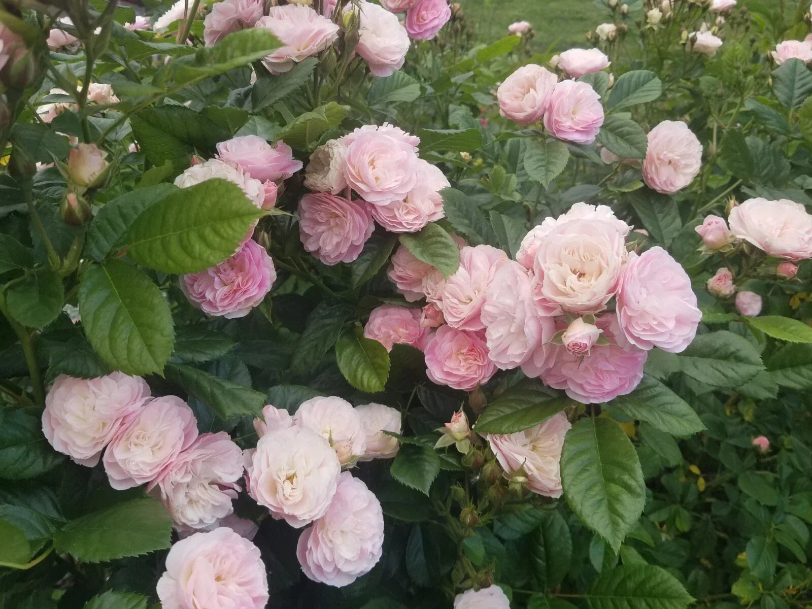 Unrooted Rose Stem Cuttings - Bouquet Parfait Pink Rose - Rosa 'Bouquet Parfait' for Propagation and Garden