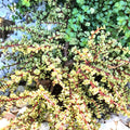 Elephant Bush Cuttings - 6 Variegated Portulacaria afra Succulent Plants
