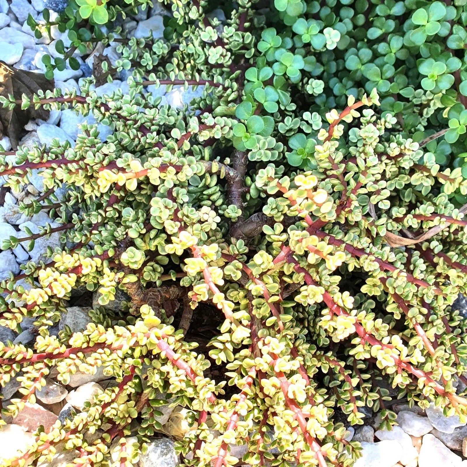 Elephant Bush Cuttings - 6 Variegated Portulacaria afra Succulent Plants