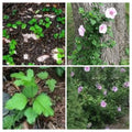 12 Live Rose of Sharon Hibiscus Bushes Starter Plants, Hardy Perennial, Fast Growing, Hibiscus syriacus Roots