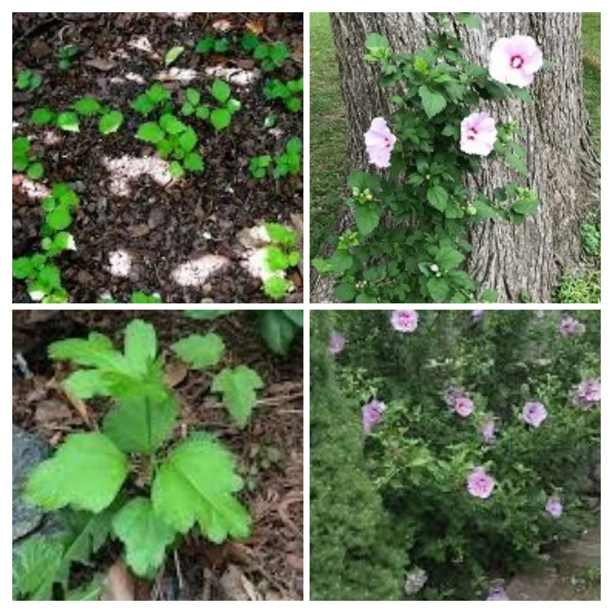 12 Live Rose of Sharon Hibiscus Bushes Starter Plants, Hardy Perennial, Fast Growing, Hibiscus syriacus Roots