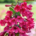Java Red Weigela Live Plant - 4 Inch Pot, Weigela florida 'Java Red', Deep Pink Flowers, Purple-Green Foliage, Compact Shrub