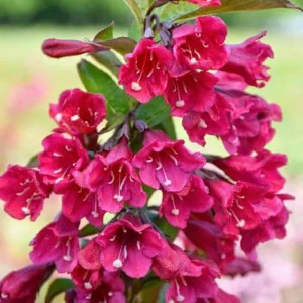 Java Red Weigela Live Plant - 4 Inch Pot, Weigela florida 'Java Red', Deep Pink Flowers, Purple-Green Foliage, Compact Shrub