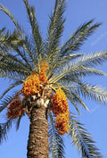 Medjool Date Palm Seedling 1.5+ Years Old, Phoenix Dactylifera, Tropical Outdoor Plant, Drought Tolerant Sapling