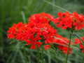 Maltese Scarlett Cross Seeds - Lychnis chalcedonica - 50+ Vibrant Red Flower Seeds for Garden, Perennial, Easy to Grow