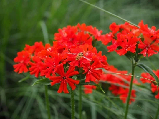Maltese Scarlett Cross Seeds - Lychnis chalcedonica - 50+ Vibrant Red Flower Seeds for Garden, Perennial, Easy to Grow