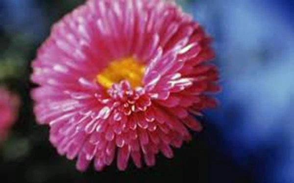Aster Seeds - Rainbow Variety - Bright Vivid Blooms - Aster spp.