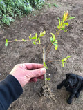 Rooted Pomegranate Cuttings - 3 Plants - Punica granatum 'Wonderful' - Fruitful Garden & Landscaping Plants