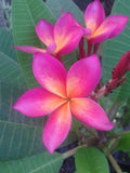Bright Pink Orange Plumeria Seeds - Perennial Tropical Flower Seeds for Garden & Patio - Plumeria spp.