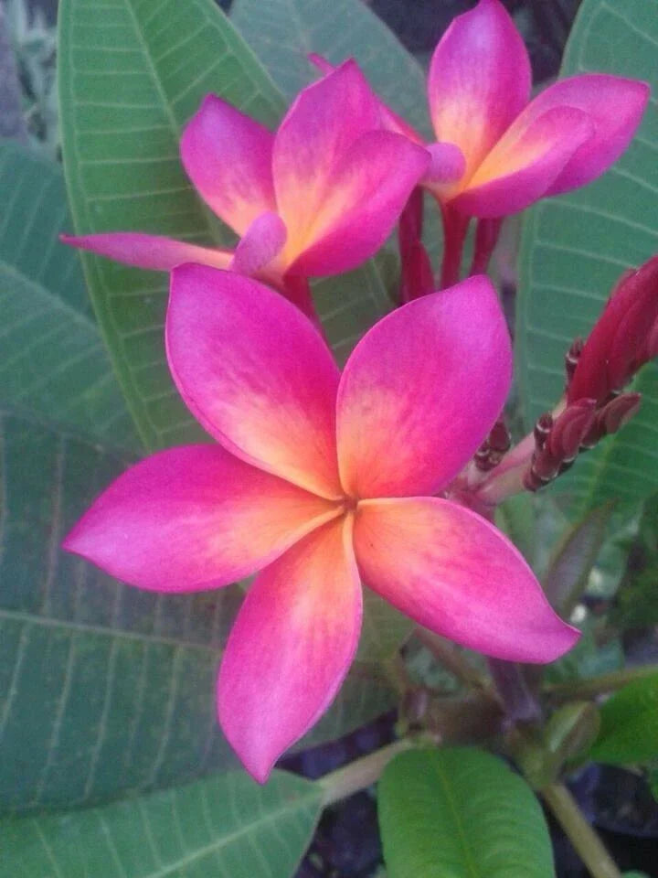 Bright Pink Orange Plumeria Seeds - Perennial Tropical Flower Seeds for Garden & Patio - Plumeria spp.